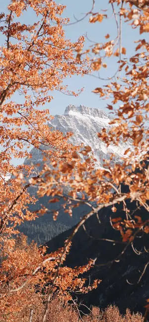 iPhone Home Screen Mountain And Trees