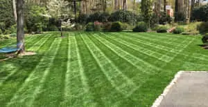 Landscaping Forest Style Picture