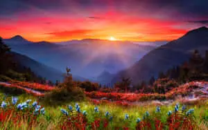 Majestic Nature View