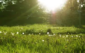 Peaceful Meadows on a Sunny Day 