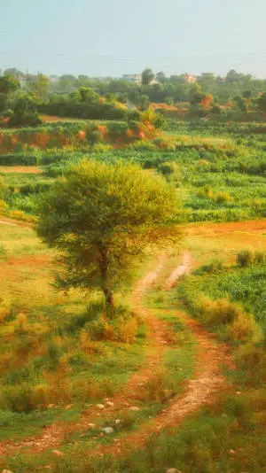 Meadow Path Cottagecore Aesthetic