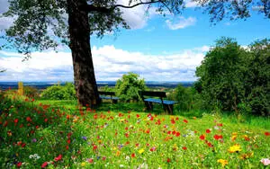 Most Beautiful Spring Forest