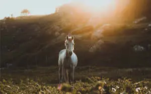 Majestic Mustang Horse in Full Gallop