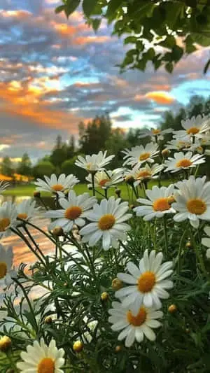 Natural Scenery Lovely Flowers Picture