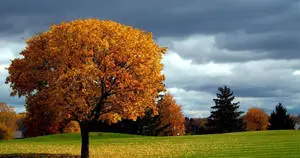 Orange Autumn Tree Full Desktop Screen Hd