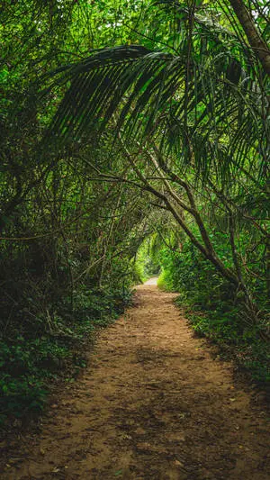 Pathway Jungle iPhone
