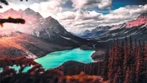 Stunning View of Peyto Lake in the Heart of the Canadian Rockies