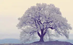 Beauty and nature in harmony 