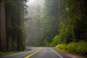 Redwood National Park Scenic Driving Road