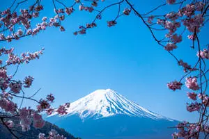 "Sakura blossoms illuminating the slopes of Mount Fuji, Japan" 