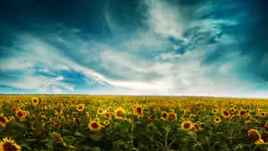 Enjoy the beauty of nature 