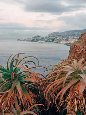 Sea View With Plants Amazing Iphone