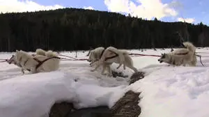 Sled Dogs Winter Landscape