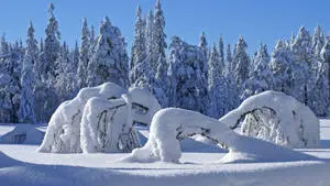 Blanketing Winter Wonderland
