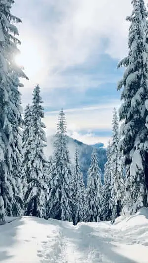 Winter wonderland