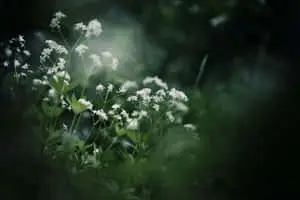Soothing Nature Background