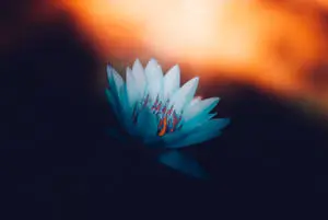 HD White Lotus Flower Painting