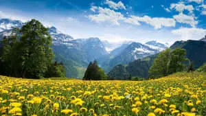 Lush Spring Mountain Landscape