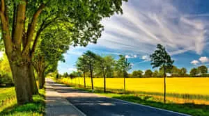 Vibrant Summer Landscape