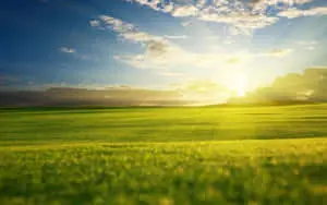 Summer Landscape with Lush Green Fields and Clear Blue Sky