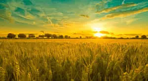 Serene Summer Landscape with Vibrant Colors