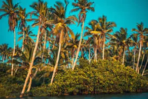 Tranquil Summer Landscape