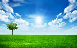 Sunny Day Green Field Tree