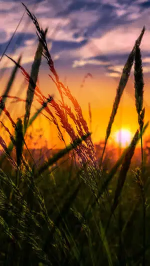 Sunset 2160 x 3840 background