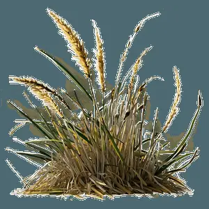 Sunset Over Wild Grass PNG 06292024