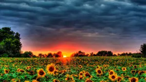 Embrace the beauty of a summer sunset 