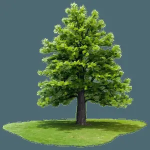 Tree Line Landscape Art PNG ssd