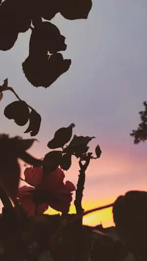 Reflecting on the beauty of nature