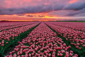 tulips in the field at sunset