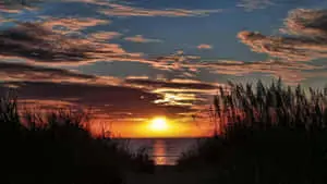 a sunset over a beach with tall grasses