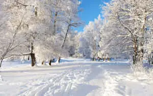Winter Background