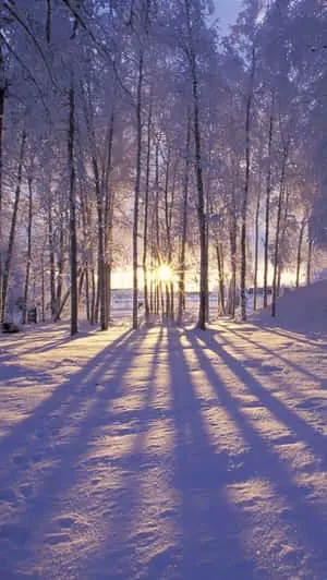 Captivating Winter Wonderland