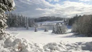 Pine Trees Field Winter Scenery Desktop
