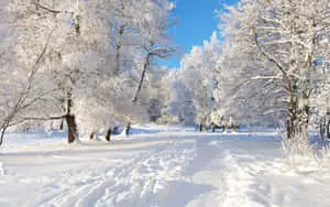 a snow covered path in a forest