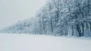 Winter Wonderland Pine Trees Picture
