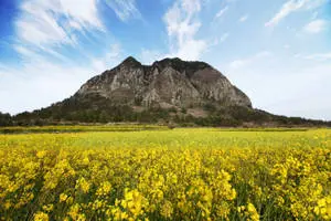 Yellow Canola Flower Field